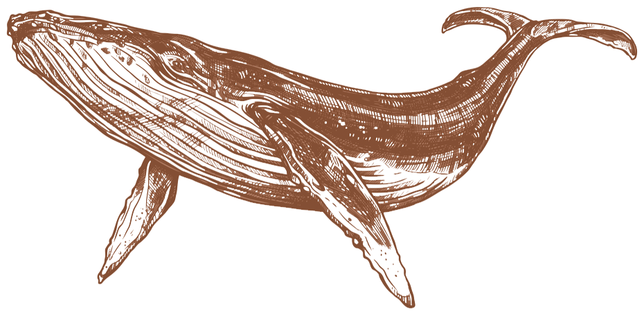 whale