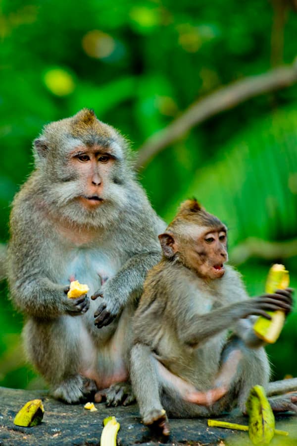 Monkey Forest