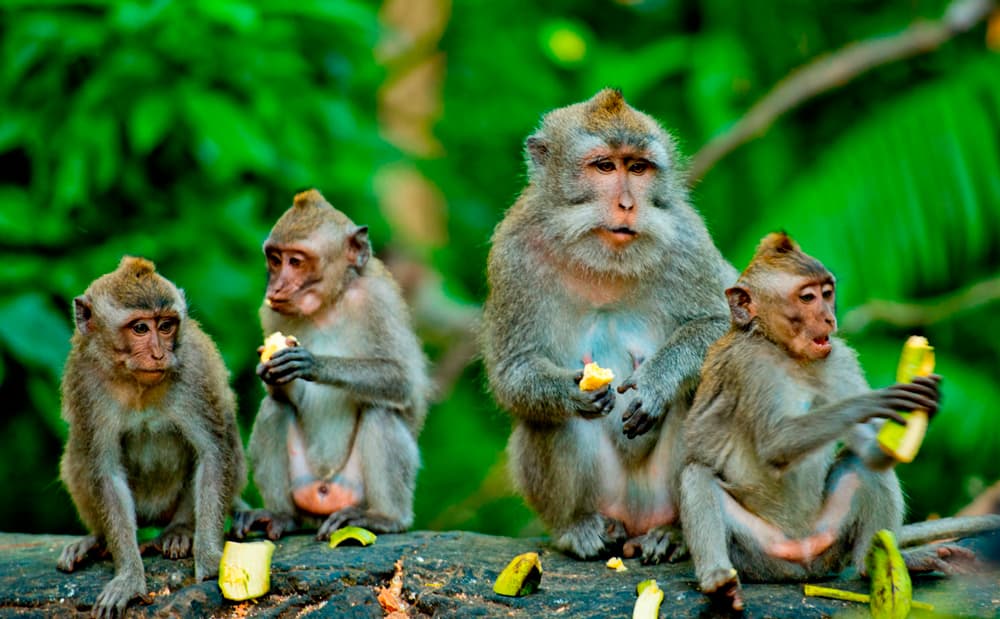 Monkey Forest